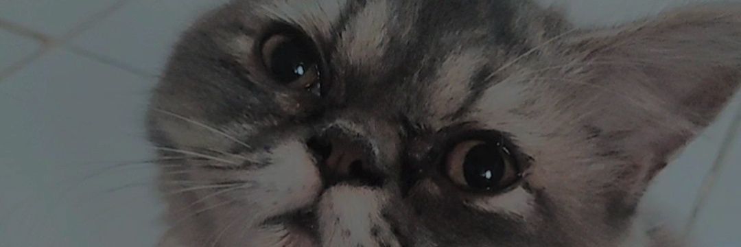 chichaisyah's profile banner image