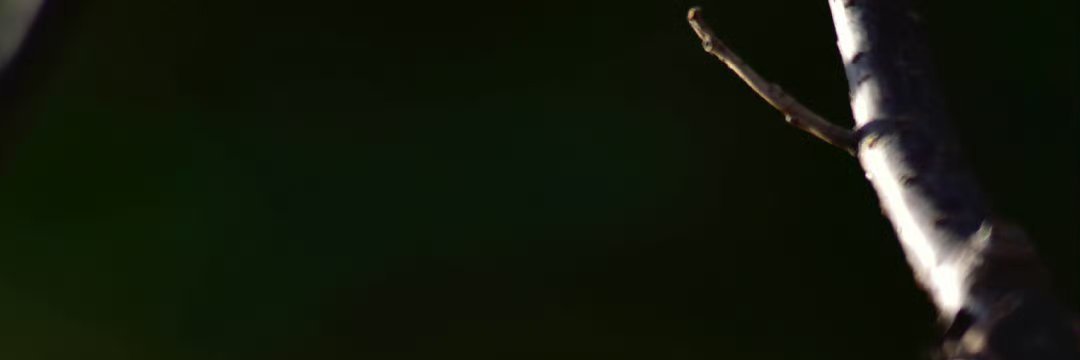 jacqui_butler's profile banner image