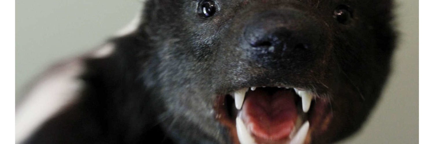 voicesofreason2's profile banner image
