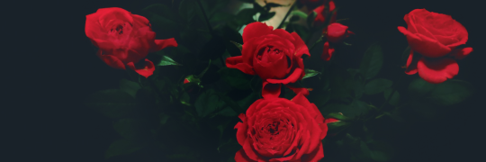 ParodiDicas's profile banner image