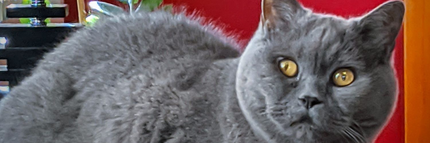 Manelbcn ♥️💛💜 banner