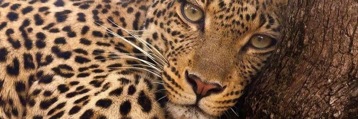 MisTsholoPhetla's profile banner image
