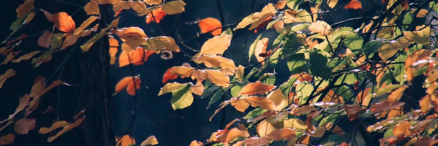 badassdruid's profile banner image