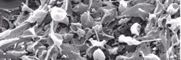 ASchmaier Profile Banner