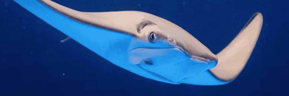 BotFish_'s profile banner image