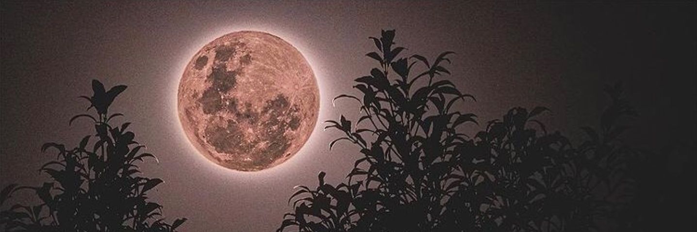 lizziedicamillo's profile banner image