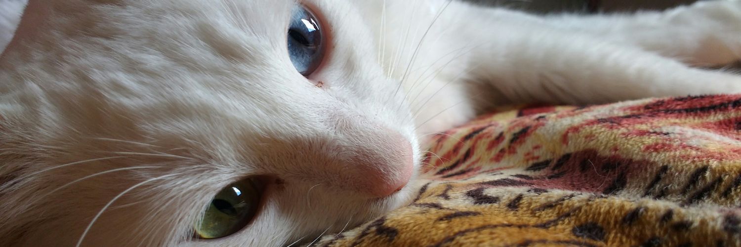 MorganaRoot 33 she/her 🇦🇷 ♑ banner