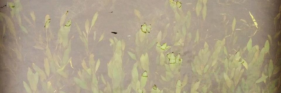 merimagdalen's profile banner image