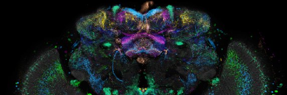 virtualflybrain's profile banner image