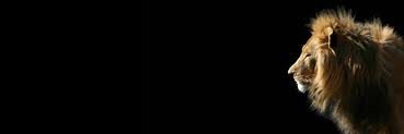 LucimeireToyama's profile banner image