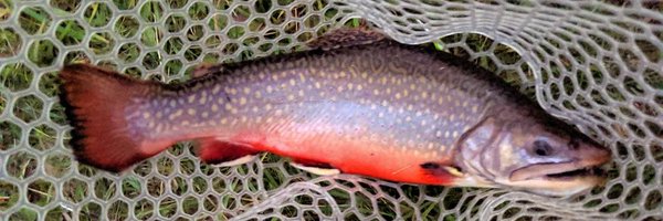 timdalliday Profile Banner