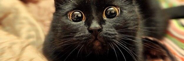 pupyrkaO's profile banner image