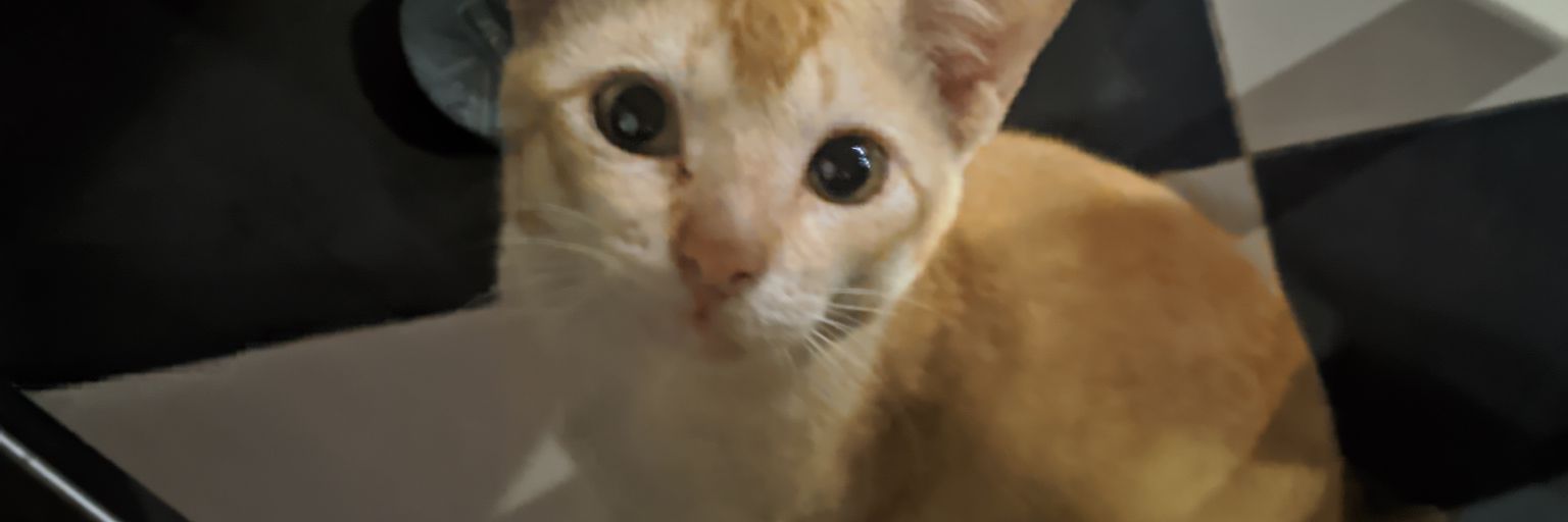 MJPAPAH's profile banner image