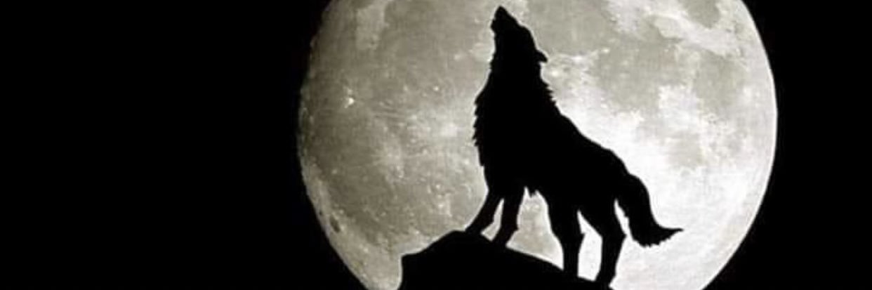 AliAlBadiri's profile banner image
