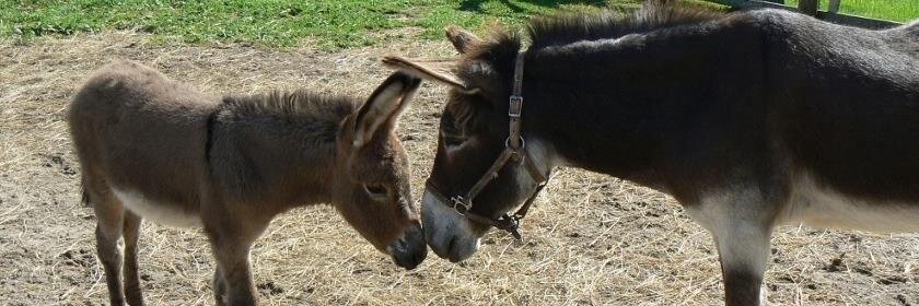 PrimRosedonkey's profile banner image