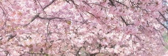 ☘️ Kosha ☘️ banner