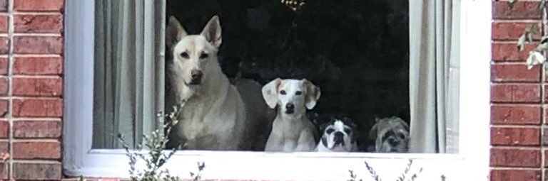 Kiss my Tiara 🟦💧🦉🐿️👑🐝 🎥 🐸🌳🏳️‍🌈🐾🐦🎼 banner