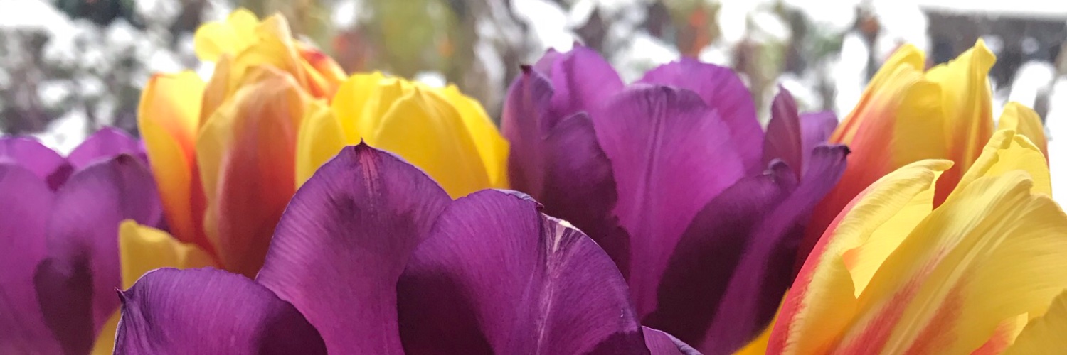 mary_robbo's profile banner image