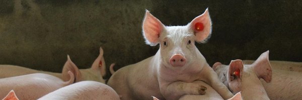 POVarkenshouder Profile Banner