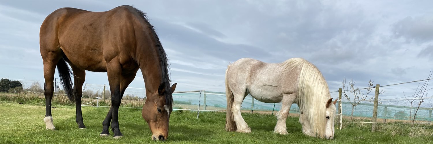 SteffBeamis's profile banner image