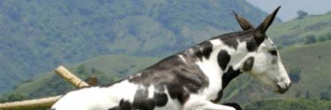 monchomarini's profile banner image