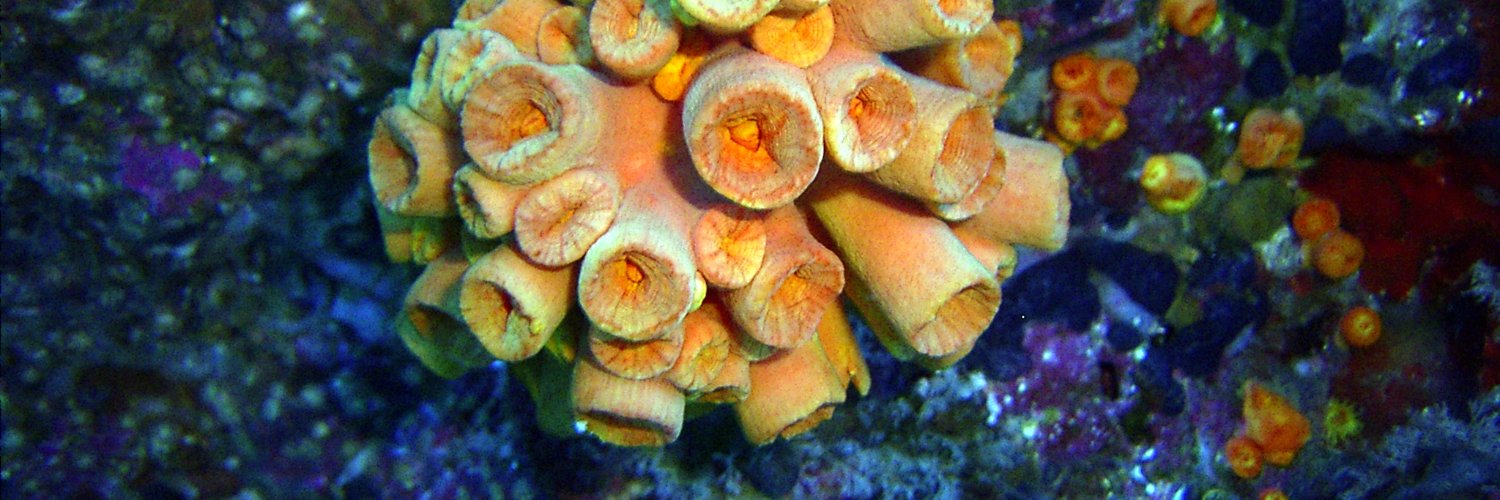 Amigos Isla del Coco (Faico) banner