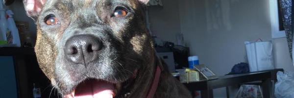 DChomicz Profile Banner