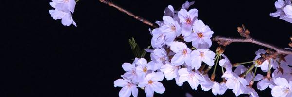 Water_drop__s2's profile banner image