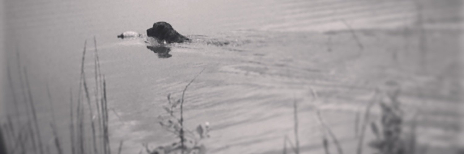 dsutton44's profile banner image
