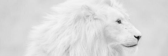 fresilla1767's profile banner image