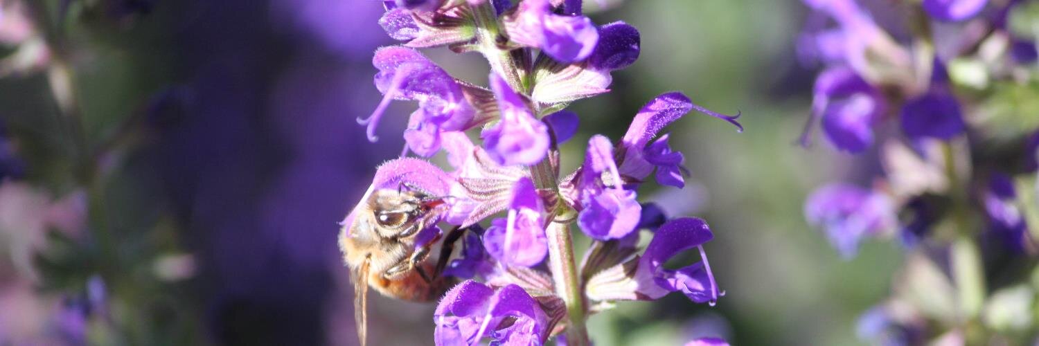 Dianne ♿☮️🦓 banner