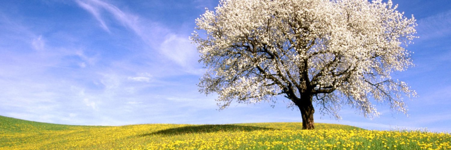 shiningjasmin's profile banner image