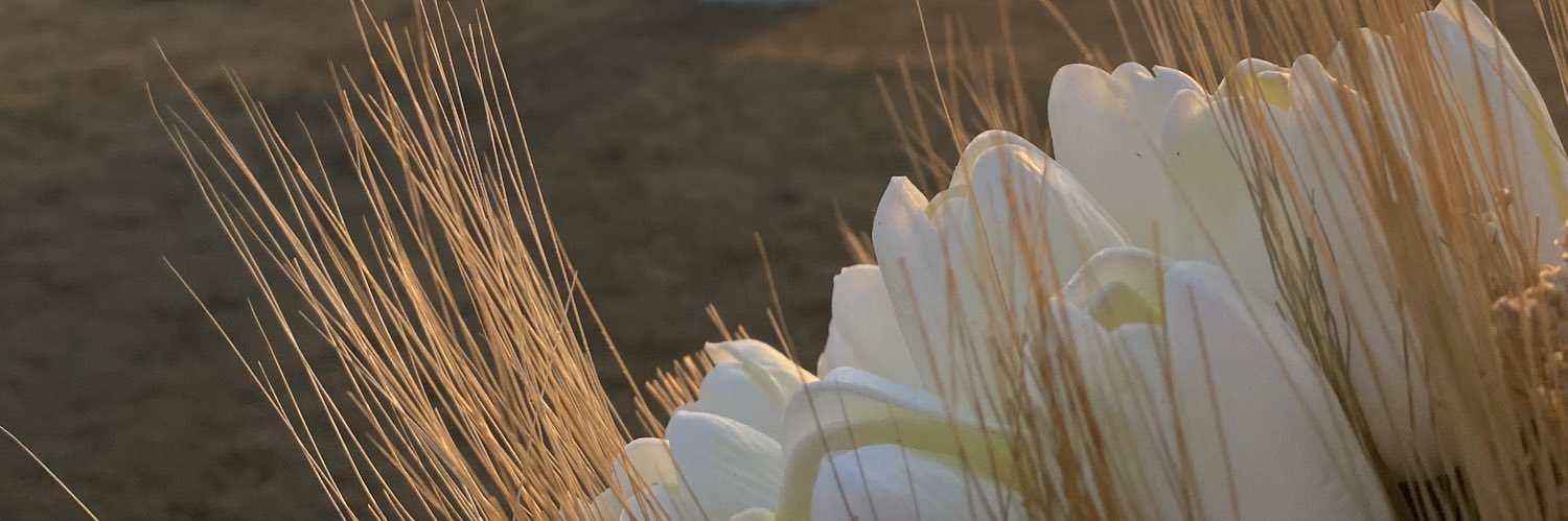 mervolig's profile banner image