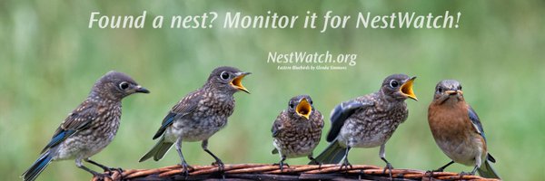 NestWatch Profile Banner