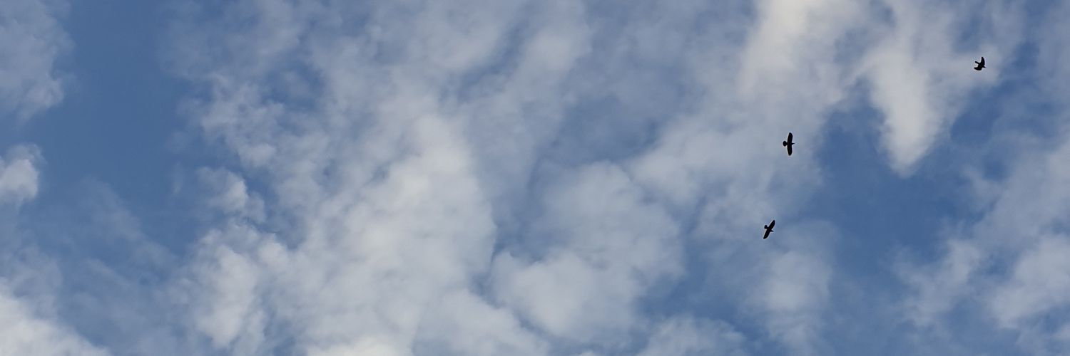 samaneh2207's profile banner image