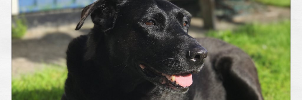 LottieNightmare's profile banner image