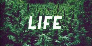 euCannabis's profile banner image