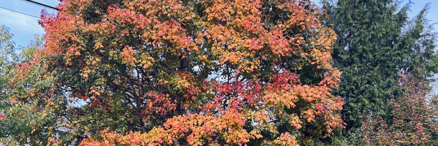 Terri ☯️🧘🏻‍♀️📚🍀🪷🫶🏼🏃🏻‍♀️🤌🏽🌳🌻 banner