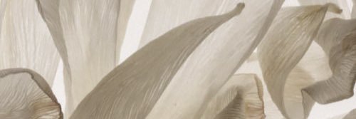 giorsula's profile banner image