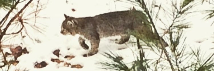 Jabotle's profile banner image