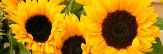 clausop's profile banner image