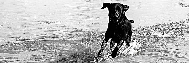 Jonathan Humble banner