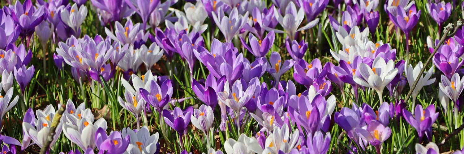 NH Department of Health and Human Services banner