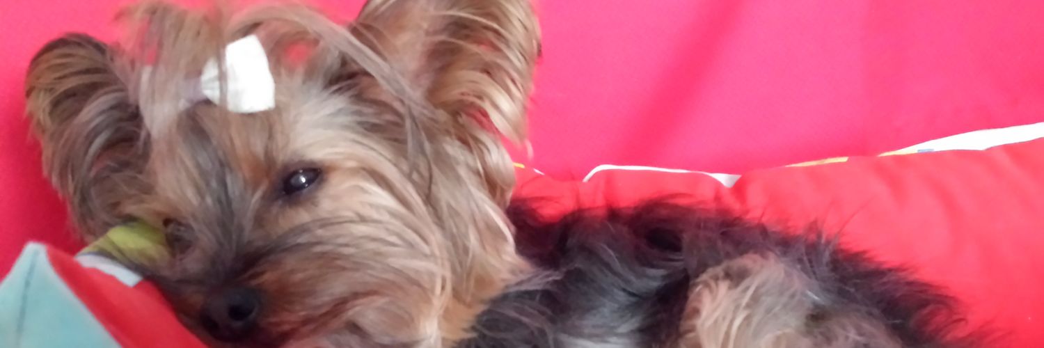 cridimon's profile banner image