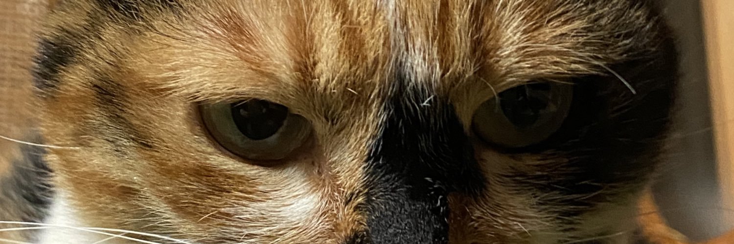 neko4060's profile banner image