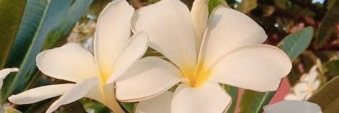 wedad_AlTmimi's profile banner image