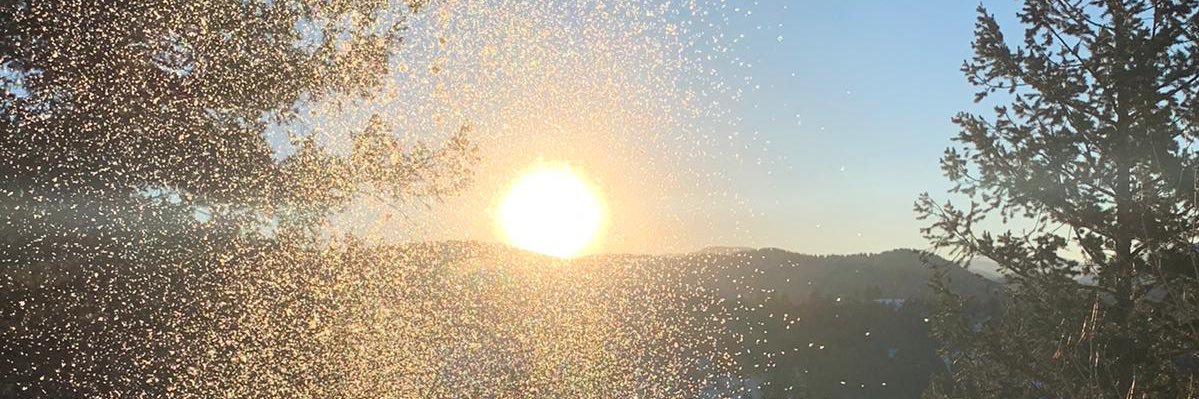 Lindsey Prowse banner