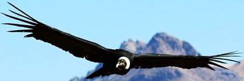 NevadoElHatillo's profile banner image