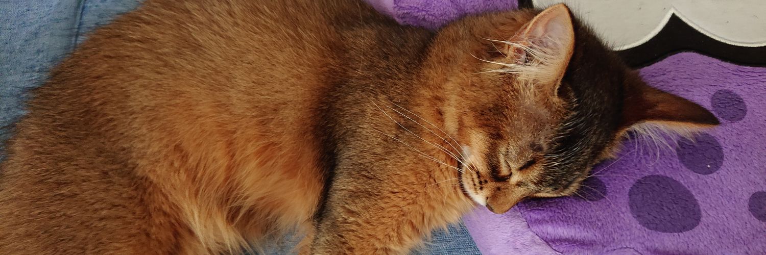 black_cat_leon's profile banner image