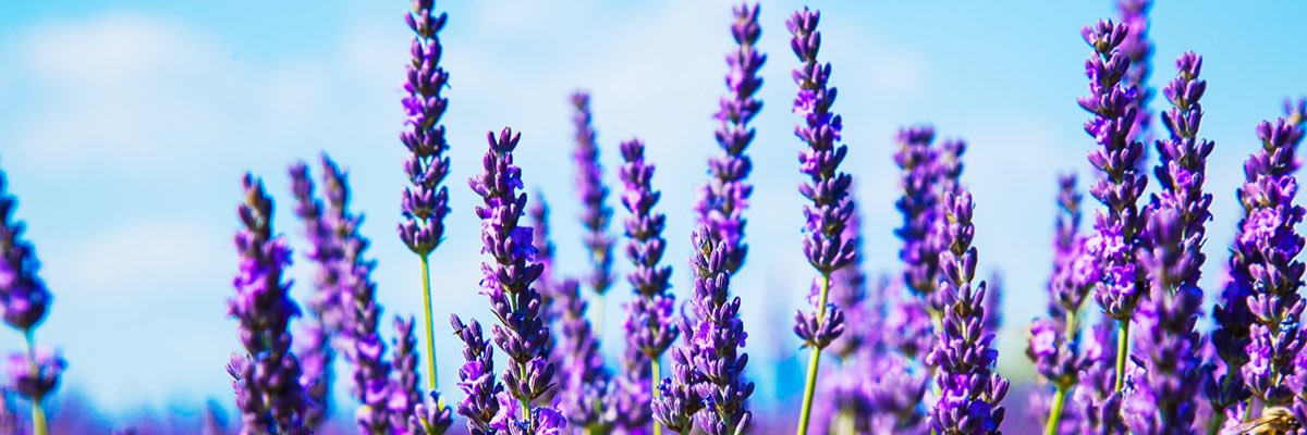 herbs_med's profile banner image